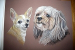 Mischlingshund und Chihuahua als Pastellzeichnung